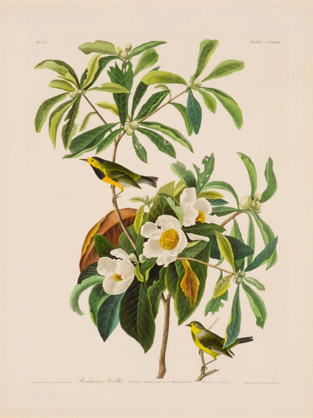 Ecco nella mirabile rappresentazione di Audobon, la Vermivora di Bachman (Bachman's Warbler), oggi estinta. Ahimè, non è l’unica pagina di Birds of America trasformata in un annuncio mortuario.